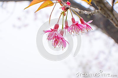 Soft focus, beautiful cherry blossom, bright pink flowers of Sakura on the high mountains of Chiang Mai. Spring background and be Stock Photo