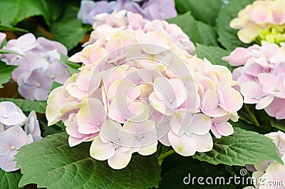 Soft focus of beautiful Hydrangeas flowers Stock Photo