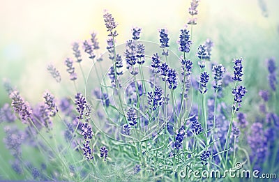 Soft focus on beautiful lavender flower Stock Photo