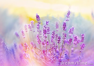 Soft focus on beautiful lavender flowers Stock Photo