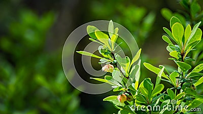 Soft focus of beautiful spring flowers Berberis thunbergii Erecta blossom. Macro of tiny yellow flowers on elegant bokeh Stock Photo