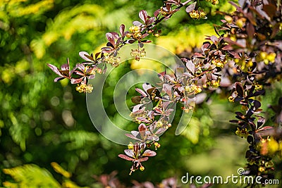 Soft focus of beautiful spring flowers Berberis thunbergii Erecta blossom. Macro of tiny yellow flowers on elegant bokeh green fol Stock Photo