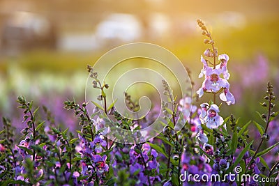 Soft focus of blooming purple-pink Angelonia flower garden with sun light Stock Photo
