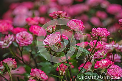 Soft focus of blooming tea roses Stock Photo