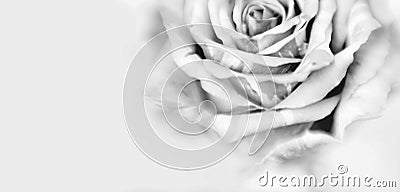 Soft focus blur black and white rose flower petal. Nature light delicate horizontal long background. Watercolor painting effect Stock Photo