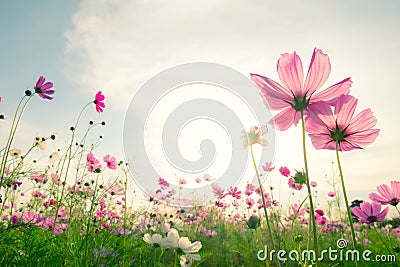 Soft focus and blurred cosmos flowers Stock Photo