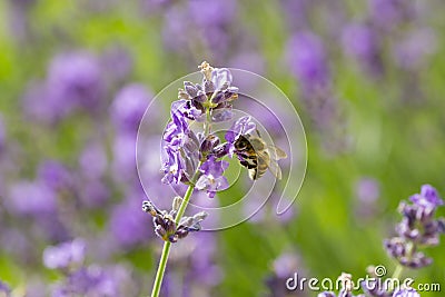 Soft focus bokeh background of Flowers and bee Stock Photo