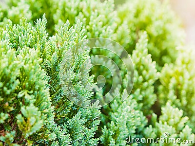 Soft focus of Chinese Arborvitae background in morning Stock Photo