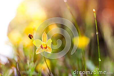 Soft-focus close-up of yellow flowers plant with bokeh Stock Photo