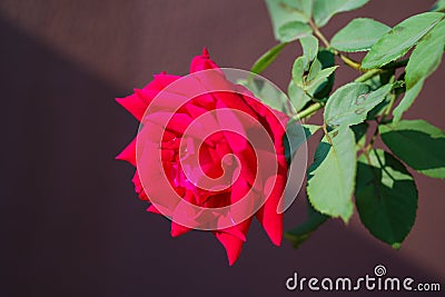 Soft focus closeup of red rose against brown wall with diagonal shadow Stock Photo