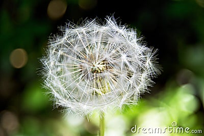 Soft focus of common dandelion flower on a blur background Stock Photo