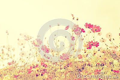 Soft focus cosmos flowers with vintage filtered color tone. Stock Photo