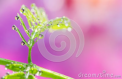 Soft focus of droplets on green leaf with sweet blurred pink background Stock Photo