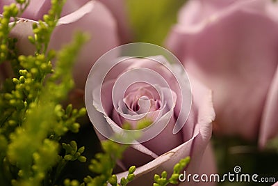 Dusty pink colored rose Stock Photo