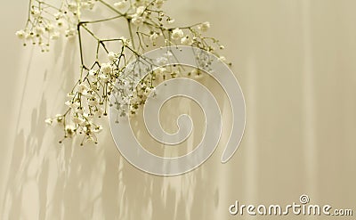 Soft focus flower twig and empty blank texture canvas paper with copy space . Light and shadows minimalism style template Stock Photo