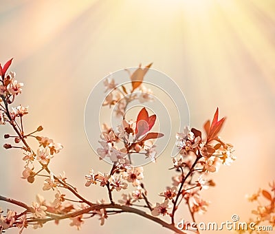 Soft focus on flowering branch of fruit tree Stock Photo