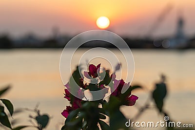 Soft focus of fuchsia bougainvillea flowers against a blurry setting sun in Tuxpan, Veracruz, Mexico Stock Photo