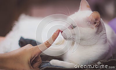 Soft focus Girl playing with cat to Comfort a Sick Cat. Happy kitten Stock Photo