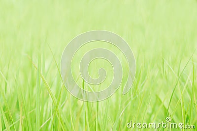 Soft focus green grass spring nature wallpaper background Stock Photo