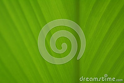 Soft focus green leaf texture abstract spring ,ecology ,enviroment background Stock Photo