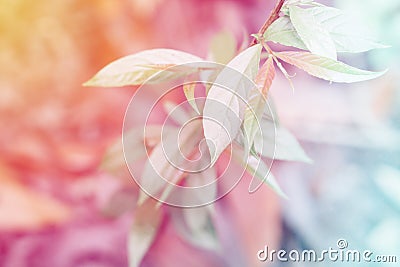 Soft focus green leaves with pastel color filter effect abstrac Stock Photo