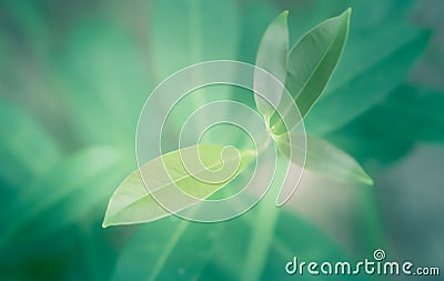 Soft focus green leaves spring nature background Stock Photo