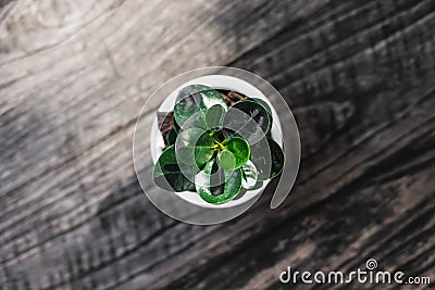 Soft focus green plant in pot on wooden table Stock Photo