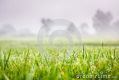 [Soft focus] Green rice field at dawn Stock Photo