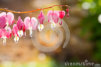 Soft focus of heart-shaped Bleeding heart flower pink and white color in summer Stock Photo