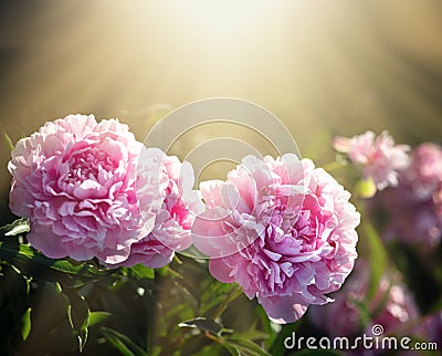 Pink and white peonies in the garden Stock Photo