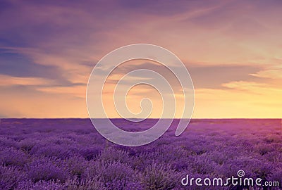 Soft focus of lavender field at the colorful sunset in a warm summer day. Beautiful landscape of lavender field. Toned image Stock Photo