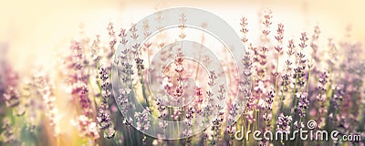 Soft focus on lavender flowers, flowering lavender flowers, lavender lit by sunlight Stock Photo