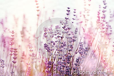 Soft focus on lavender flowers, flowering lavender flowers Stock Photo