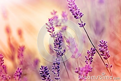 Soft focus on lavender and sunbeams Stock Photo