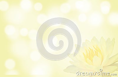 Soft focus lotus or water lily flower on yellow color abstract background Stock Photo