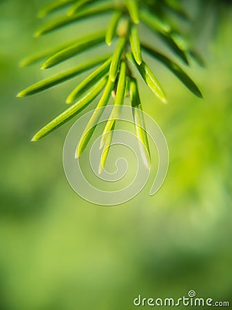 Soft focus. Macro photograph of spruce branch. Green needles on a blue background. Stock Photo