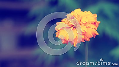 Soft focus Marigold flower lonely ,moody background Stock Photo