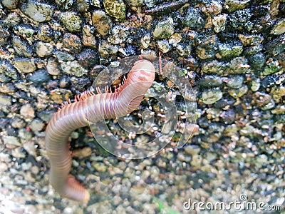 Soft Focus of millipede or millepede on stone. Stock Photo