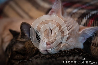 Muzzles cute tabby cats sleeping and hugging on brown blanket at home Stock Photo