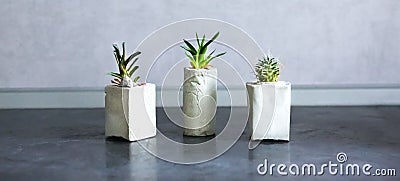 Soft focus photo. Tiny succulents in concrete plant holders in kitchen. Small cactus and moss in handmade vases of different Stock Photo