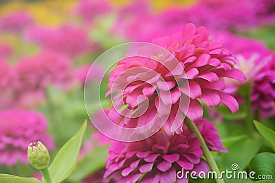 Soft focus pink flower background Stock Photo