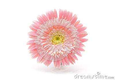 Soft focus pink gerbera flower on white horizontal copy space background Stock Photo