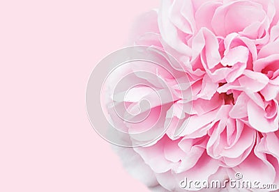 Soft focus pink rose with space for text Stock Photo