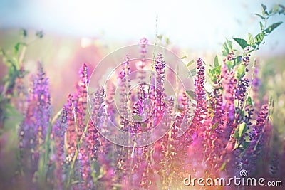 Soft focus on purple flowers in meadow Stock Photo