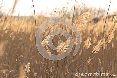 Soft focus of reeds stalks blowing in the wind at golden sunset light. Sun rays shining through dry reed grasses in sunny weather Stock Photo