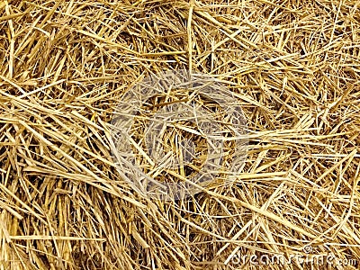 Soft Focus of Rice Straw Stock Photo