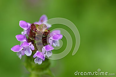 Soft focus of Self heal plant, known as Heal All and its purple Stock Photo