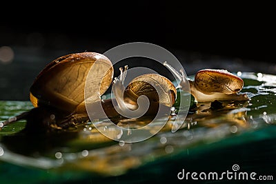 Soft focus of three snails walking on the leaf with some droplet Stock Photo