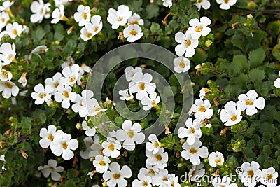 Soft focus of white Ornamental Bacopa flower with yellow pollen Stock Photo