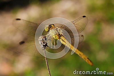Soft focused macro shot of dragonfly sitting on plant, life of insects Stock Photo
